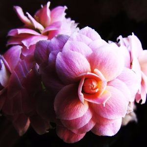 Meet your Posher, Heidy